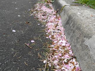 hanasaki_2016_0511_004.jpg