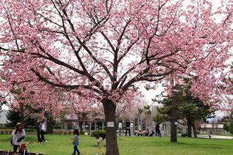 hanasaki_2017_05_05_full_bloom330px.JPG