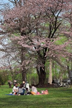 kaguraoka_2015_05_01_0422_280px.JPG