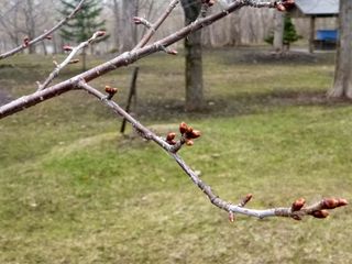 kaguraoka_2016_0415_004.JPG