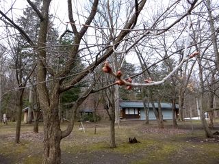 kaguraoka_2016_0419_004.jpg