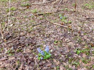 kaguraoka_2016_0419_006.jpg