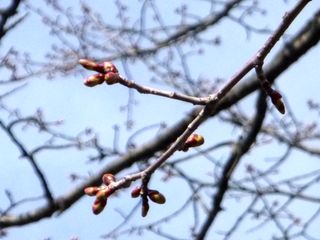 kaguraoka_2016_0422_004.jpg