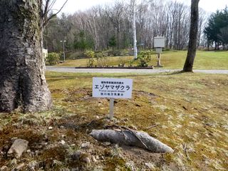 kaguraoka_2016_0422_005.jpg