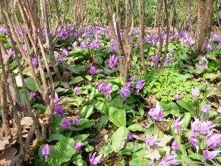 kaguraoka_2016_0422_006.jpg