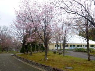 kaguraoka_2016_0504_003.jpg
