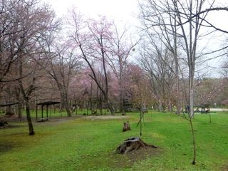 kaguraoka_2016_0505_001.jpg