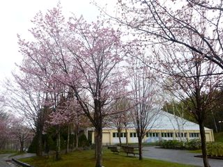 kaguraoka_2016_0505_003.jpg