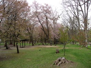 kaguraoka_2016_0511_002.jpg