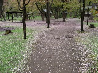 kaguraoka_2016_0512_001.jpg
