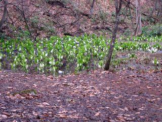 kaguraoka_2017_04_28_006.jpg