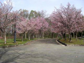 kaguraoka_2017_05_07_004.jpg