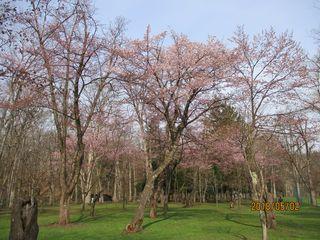 kaguraoka_2018_05_02_003.jpg