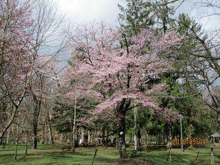 kaguraoka_2018_05_04_002.jpg