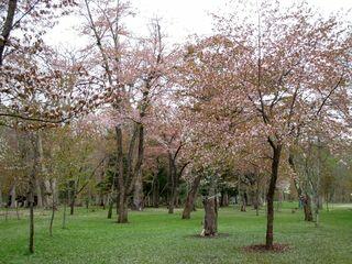 kaguraoka_2019_05_10_002.jpg