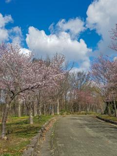 kaguraoka_2022_04_28_004.jpg