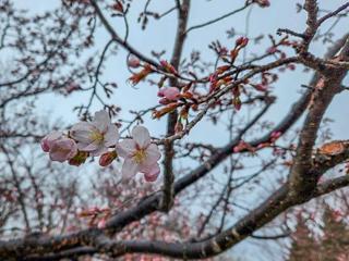 kaguraoka_2023_04_26_004.jpg