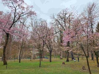 kaguraoka_2024_04_28_001.jpg