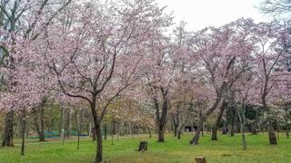 kaguraoka_2024_04_30_002.jpg