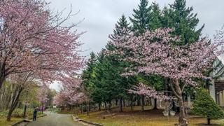 kaguraoka_2024_04_30_004.jpg