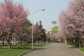 sakura_hanasaki_2015_04_29_280px.JPG