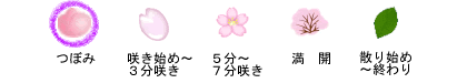 ５分～７分咲き