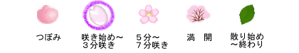 ５分～７分咲き