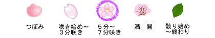 sakura_state_003_ver2021.gif