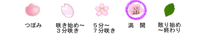 ５分～７分咲き