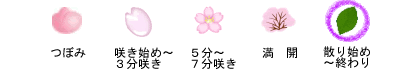 sakura_state_005_ver2021.gif