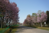 syunkoudai_2015_05_03_0422_210px.JPG