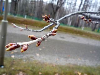 syunkoudai_2016_0419_004.jpg