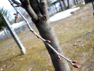 syunkoudai_2016_0422_004.jpg