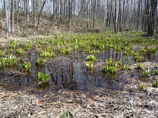 syunkoudai_2016_0422_006.jpg