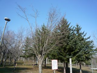 syunkoudai_2016_0425_003.jpg