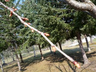 syunkoudai_2016_0425_004.jpg