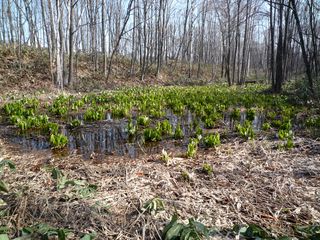 syunkoudai_2016_0425_005.jpg