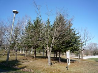 syunkoudai_2016_0427_003.jpg