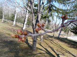 syunkoudai_2016_0427_004.jpg