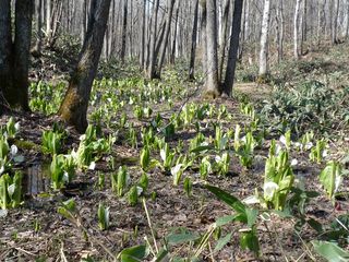 syunkoudai_2016_0427_005.jpg