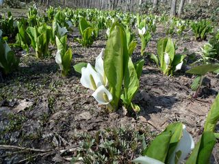 syunkoudai_2016_0427_006.jpg