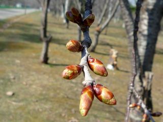 syunkoudai_2016_0428_004.jpg
