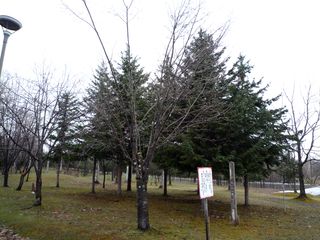 syunkoudai_2016_0429_003.jpg