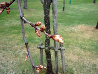 syunkoudai_2016_0429_004.jpg