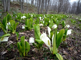 syunkoudai_2016_0430_005.JPG