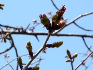 syunkoudai_2016_0503_004.jpg