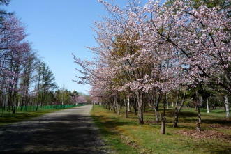 syunkoudai_2017_05_09_full_bloom330px.JPG