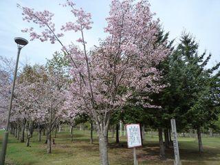 syunkoudai_2017_05_10_002.jpg