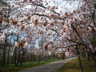 syunkoudai_2017_05_10_003.jpg