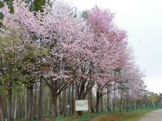 syunkoudai_2018_05_10_003.jpg